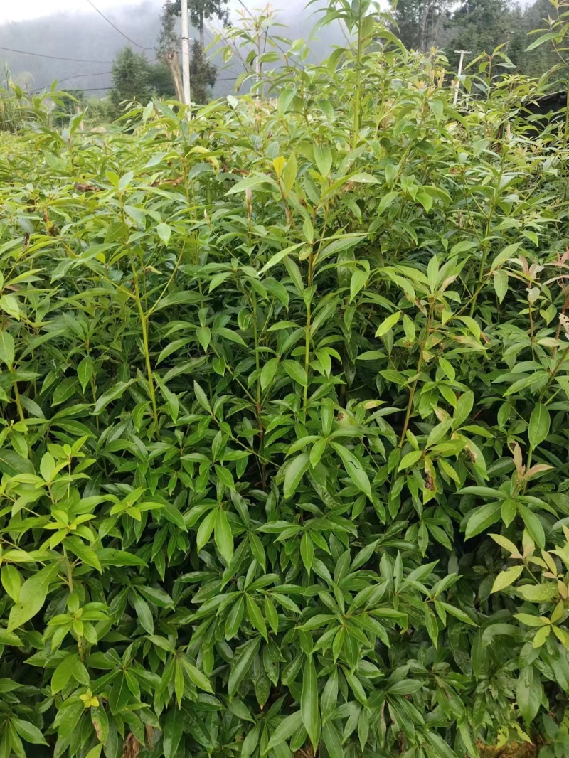 金丝楠木苗楠木树苗绿化树苗