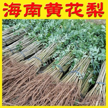 海南黄花梨树苗黄花梨苗
