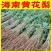 海南黄花梨树苗黄花梨苗