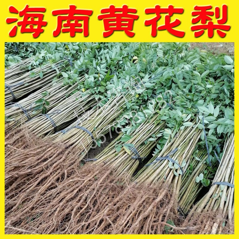 海南黄花梨树苗黄花梨苗