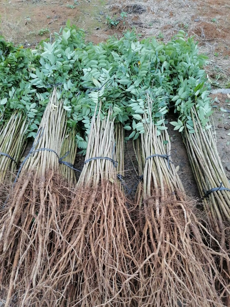 海南黄花梨树苗黄花梨苗