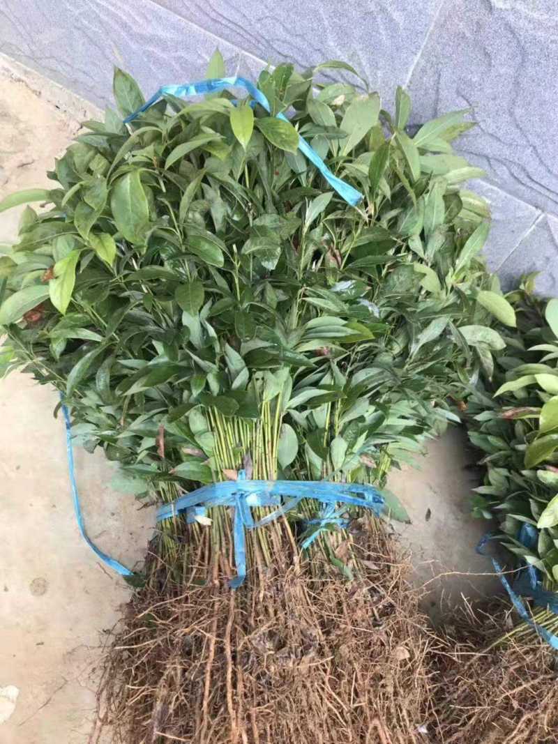海南黄花梨树苗黄花梨苗