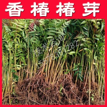 香椿苗椿芽树苗绿化树苗