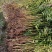香椿苗椿芽树苗绿化树苗