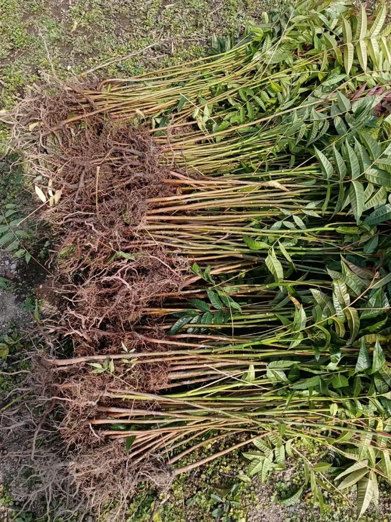 香椿苗椿芽树苗绿化树苗
