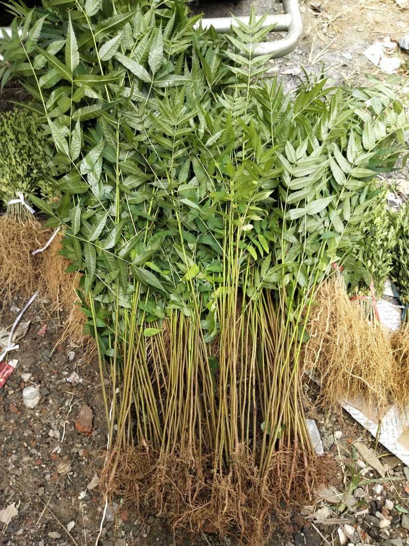 香椿苗椿芽树苗绿化树苗