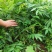 香椿苗椿芽树苗绿化树苗
