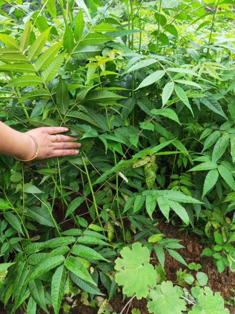 香椿苗椿芽树苗绿化树苗
