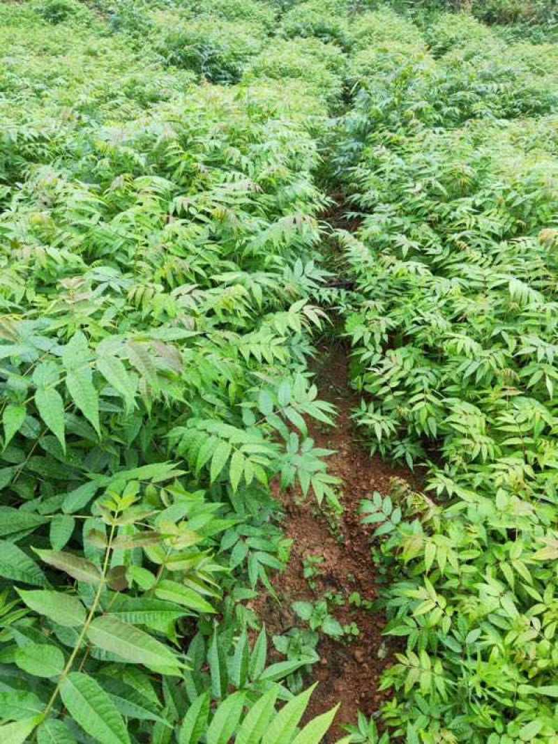 香椿苗椿芽树苗绿化树苗