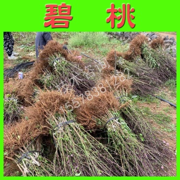 碧桃苗青叶碧桃树苗绿化树苗