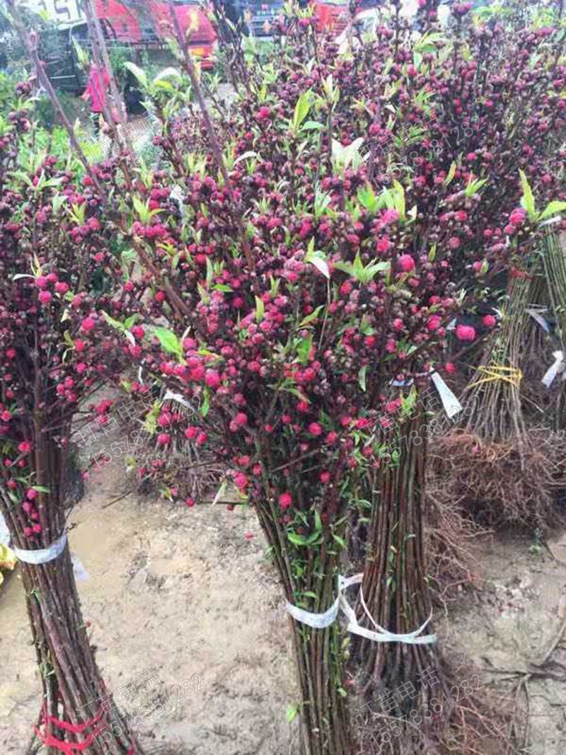 碧桃苗青叶碧桃树苗绿化树苗