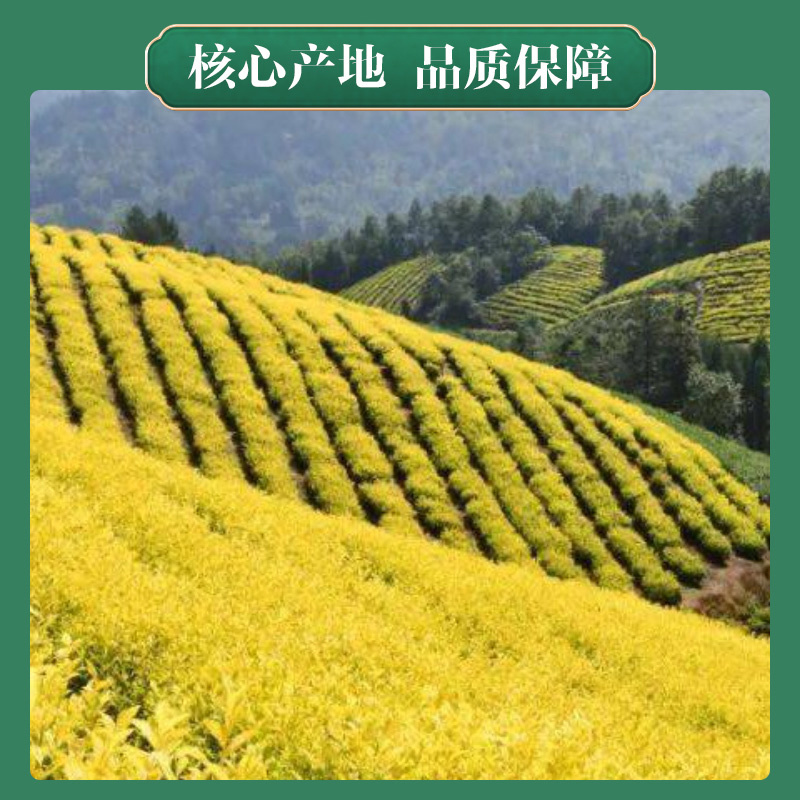 2026纯手工黄金芽茶叶新茶春茶绿茶黄金叶A15