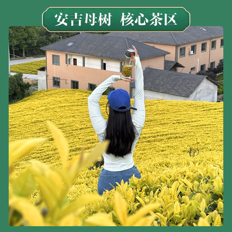 明前黄金芽入口回甘鲜甜安吉母树核心产区直条型A35