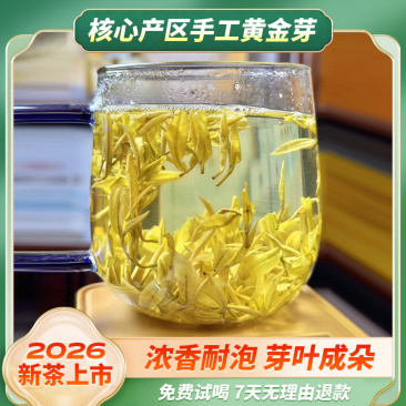 A550手工黄金芽母树核心产区安吉黄茶黄金叶高山春茶灌装