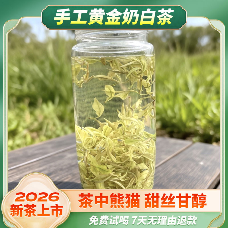 2026手工黄金奶白茶安吉春茶奶香味劲道足入口甜丝丝