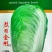烈日金刚大白菜种子夏播耐热耐湿耐高温夏秋包心白菜种籽