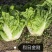 烈日金刚大白菜种子夏播耐热耐湿耐高温夏秋包心白菜种籽