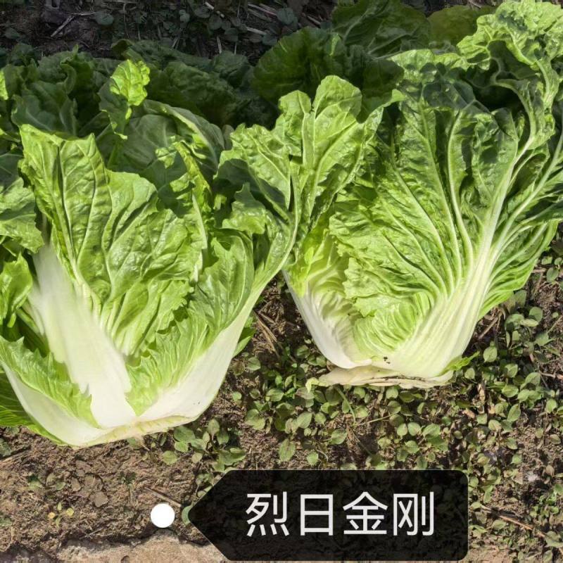 烈日金刚大白菜种子夏播耐热耐湿耐高温夏秋包心白菜种籽