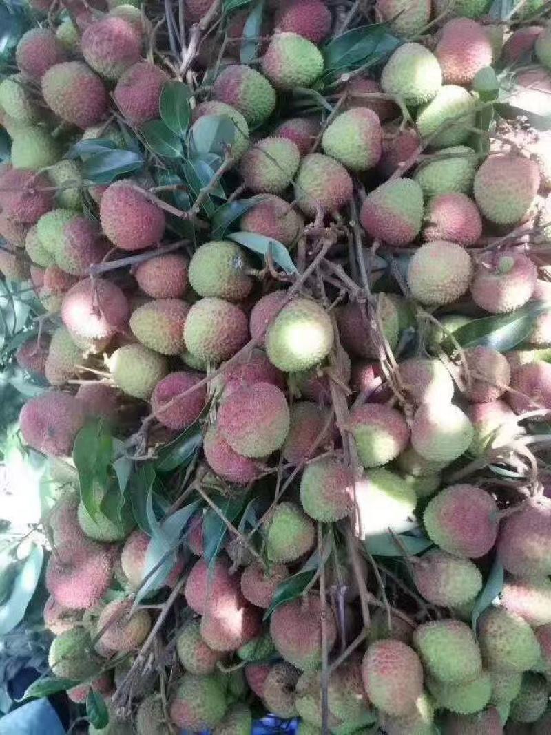 广东荔枝精品妃子笑基地直发对接电商市场商超