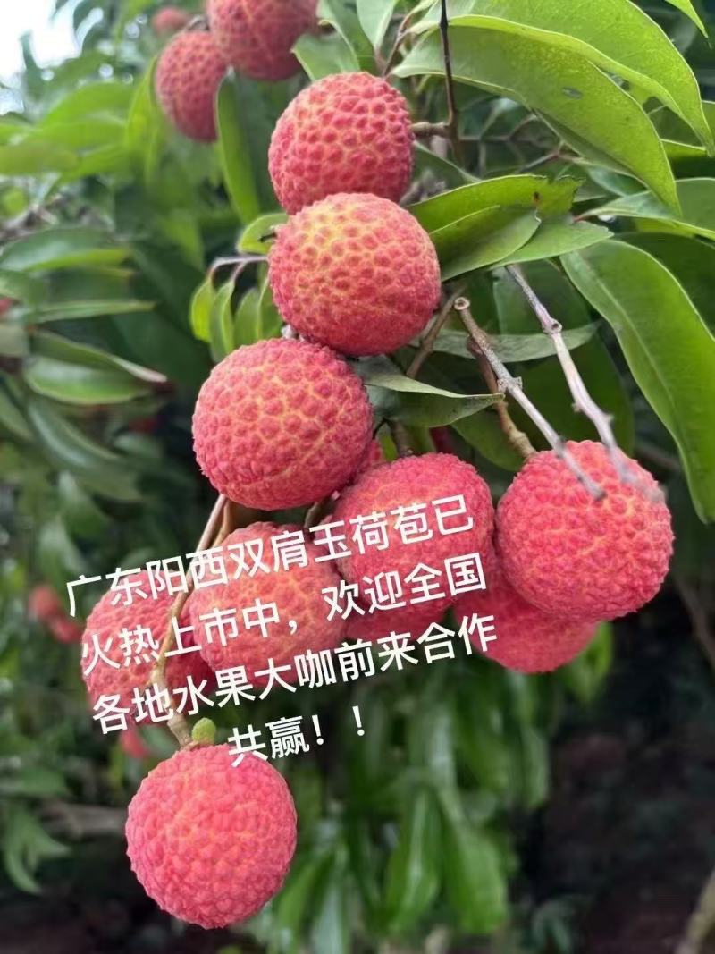 广西玉荷包荔枝产地直发对接电商市场商超可视频看货