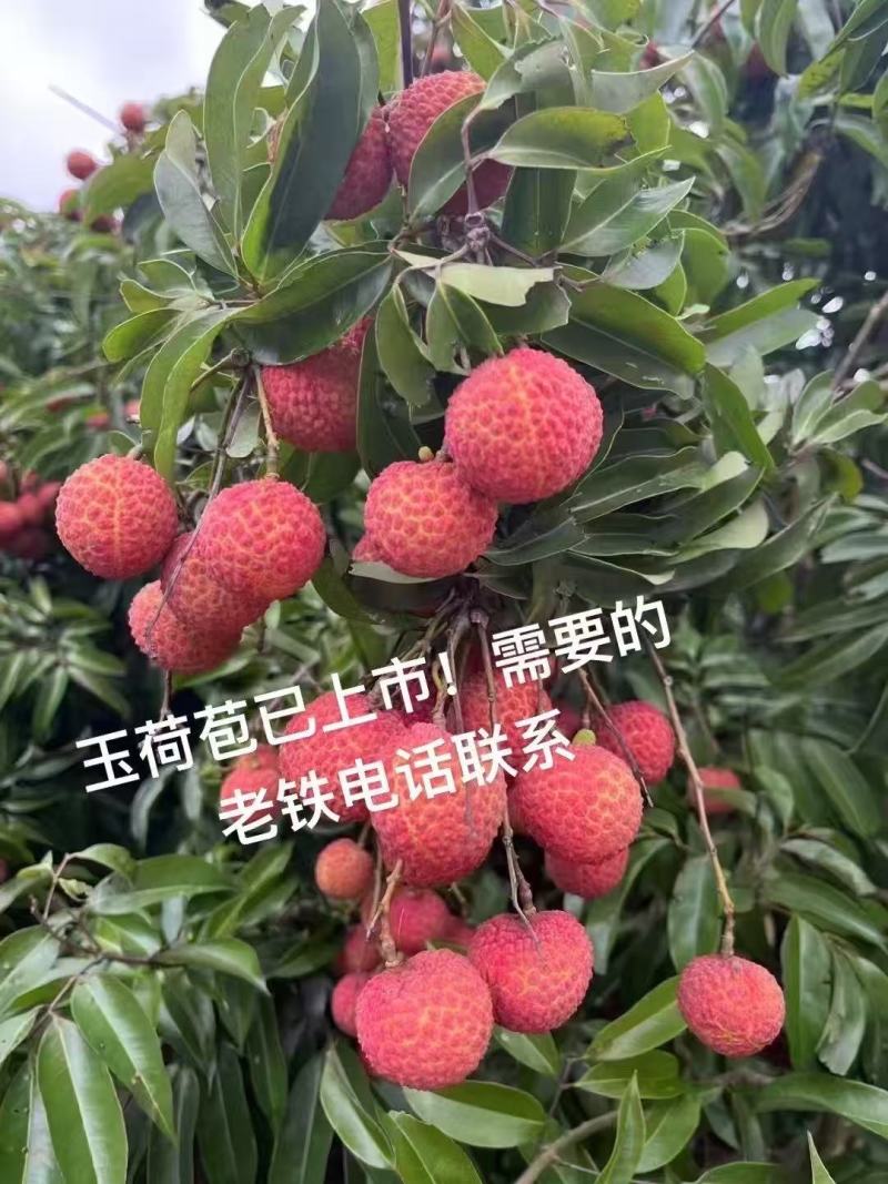 广西玉荷包荔枝产地直发对接电商市场商超可视频看货