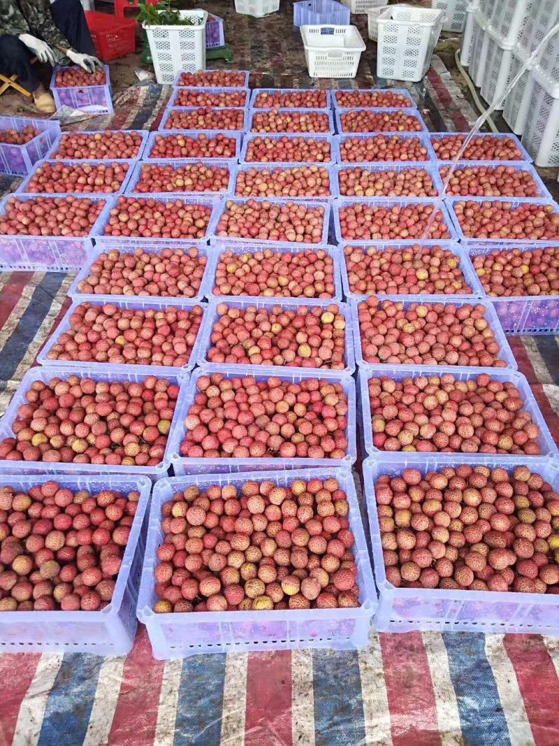 广西玉荷包荔枝产地直发对接电商市场商超可视频看货