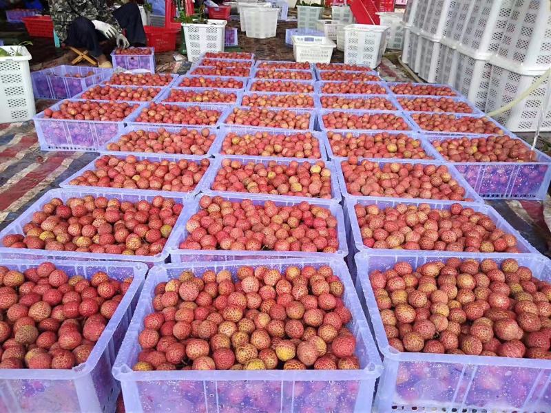 广西玉荷包荔枝产地直发对接电商市场商超可视频看货