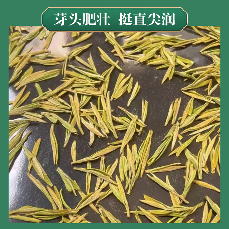2026黄金芽茶叶春茶新茶豆香浓郁茶礼安吉母树