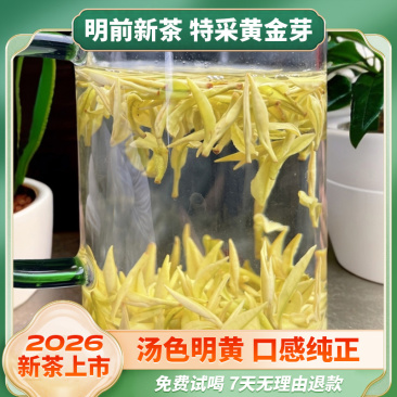 2026黄金芽茶叶春茶新茶豆香浓郁茶礼安吉母树