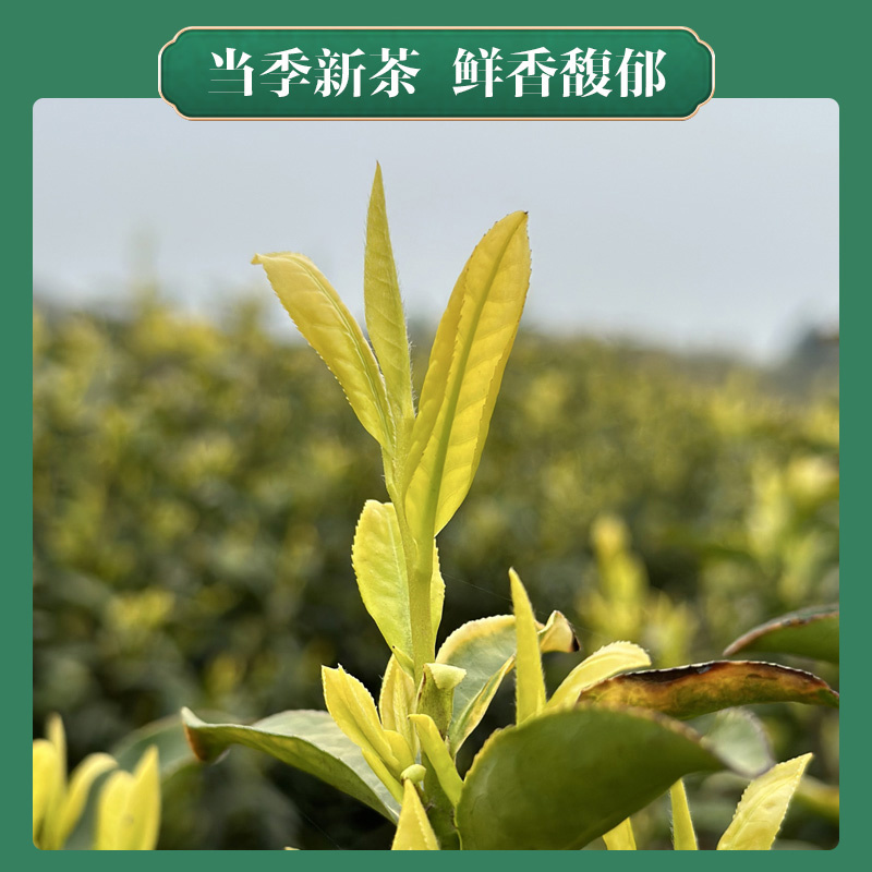 2026黄金芽茶叶春茶新茶豆香浓郁茶礼安吉母树