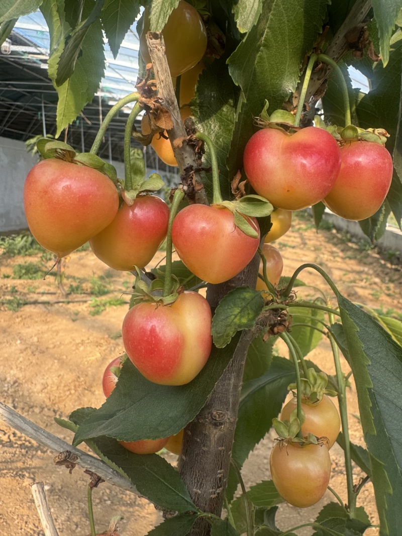 天津蓟州区暖棚黄樱桃(辉煌1-5)