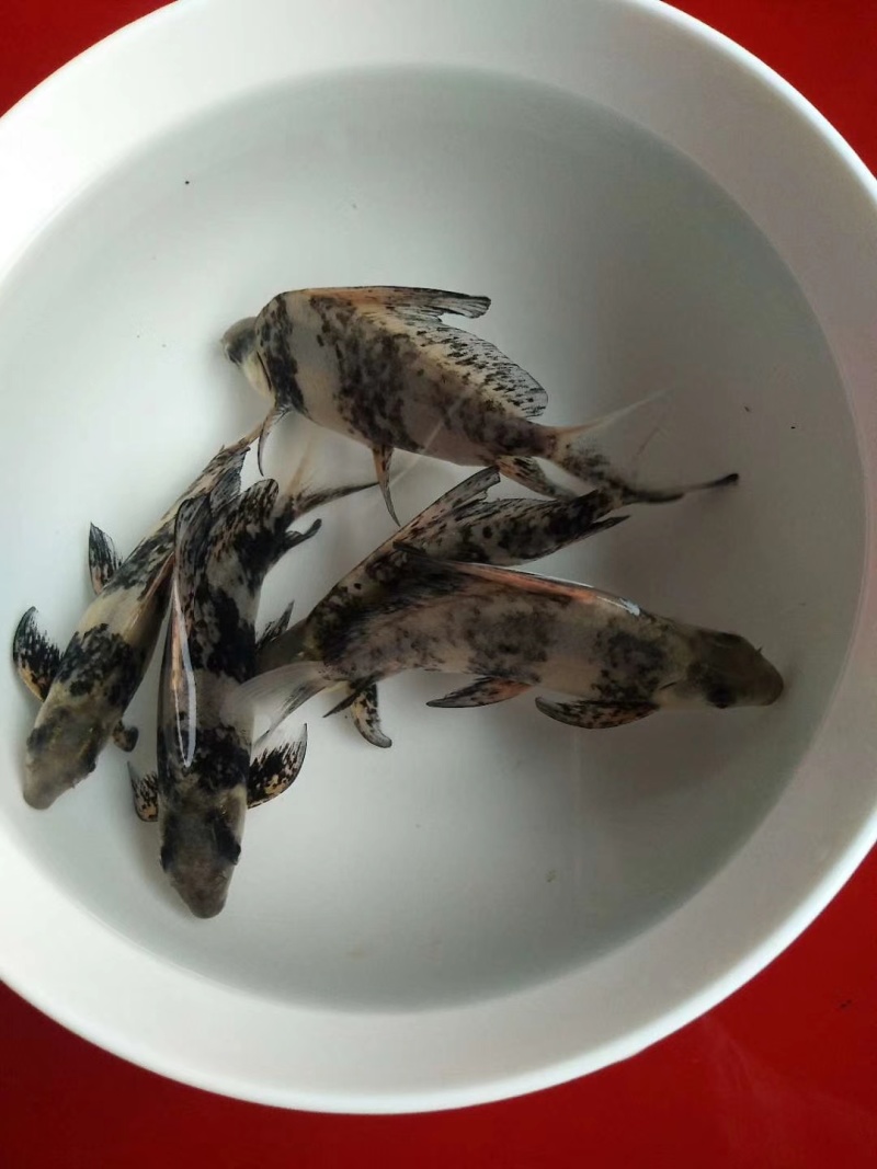 胭脂鱼苗，中华胭脂鱼苗免费技术指导渔场直发