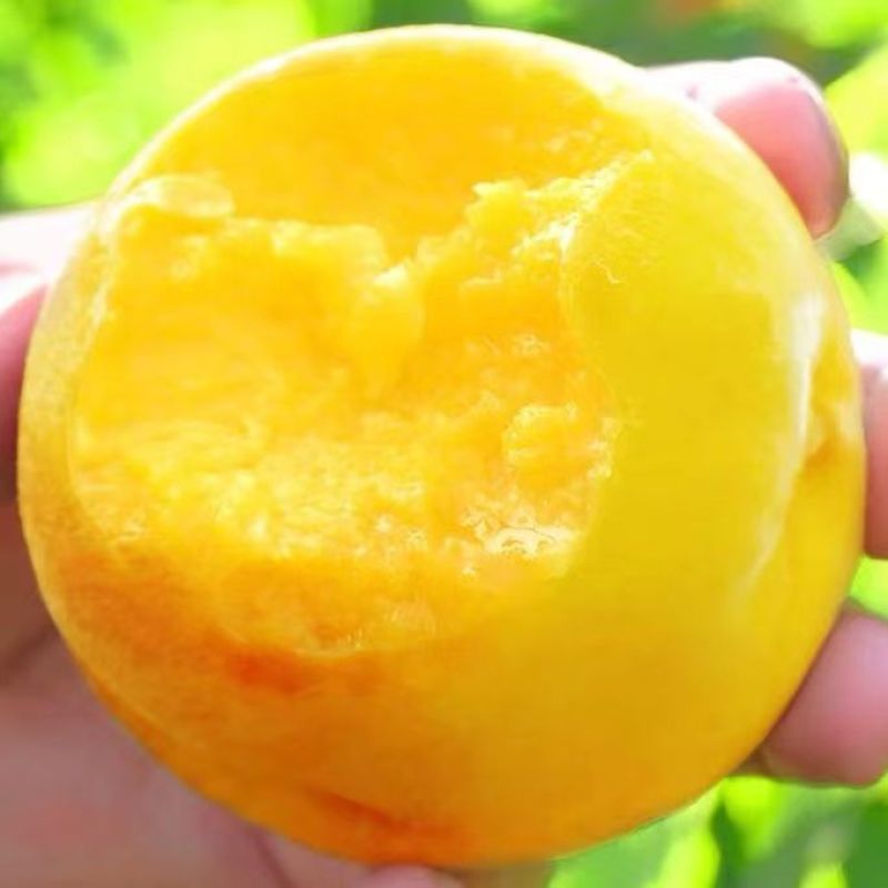 辽宁黄金芒果桃当季新鲜水果黄心一件代发