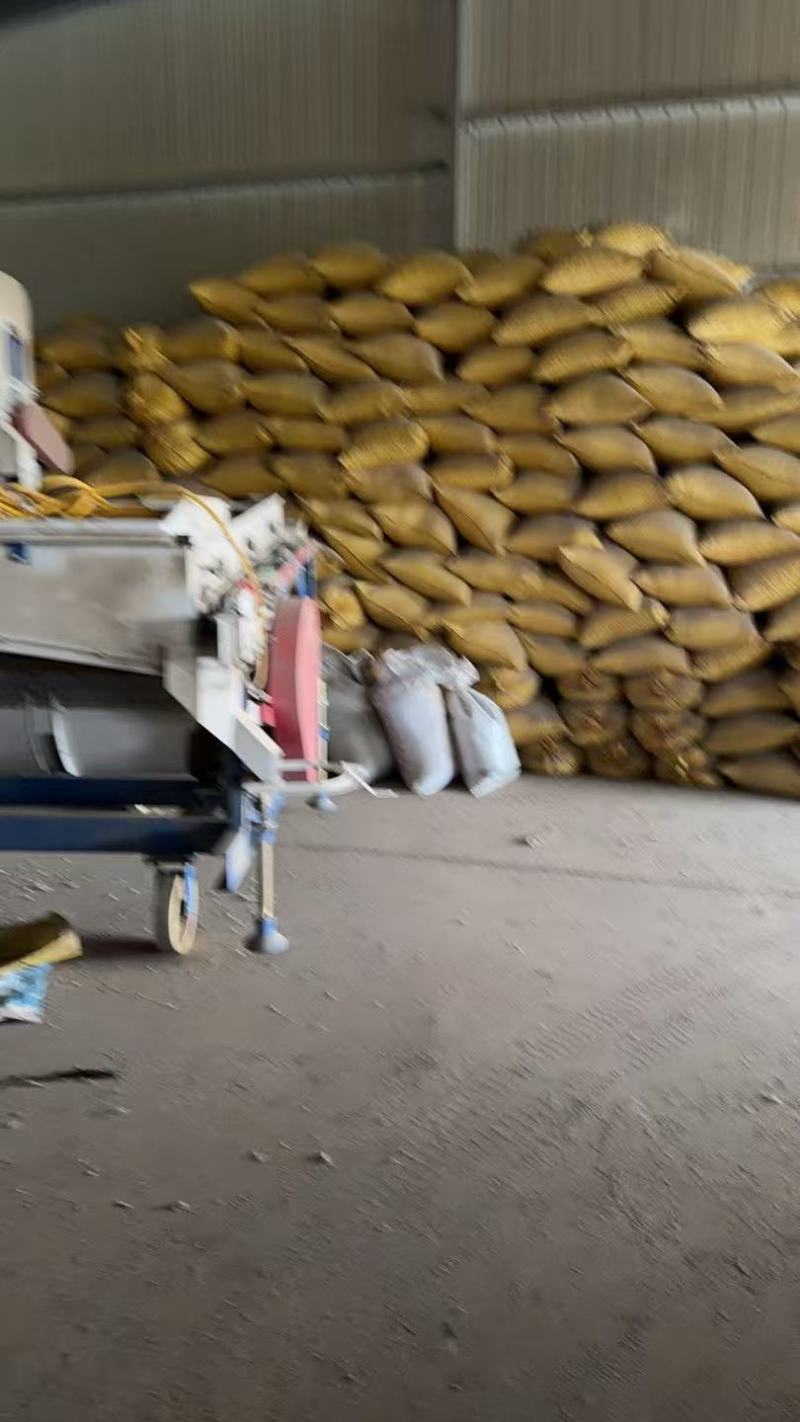 绿皮绿心黄豆大量现货供应（诚信经营）可视频看货价格可谈
