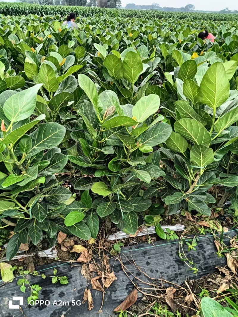 孟加拉榕树盆景，可议价，批发，基地直发，保质保量发货