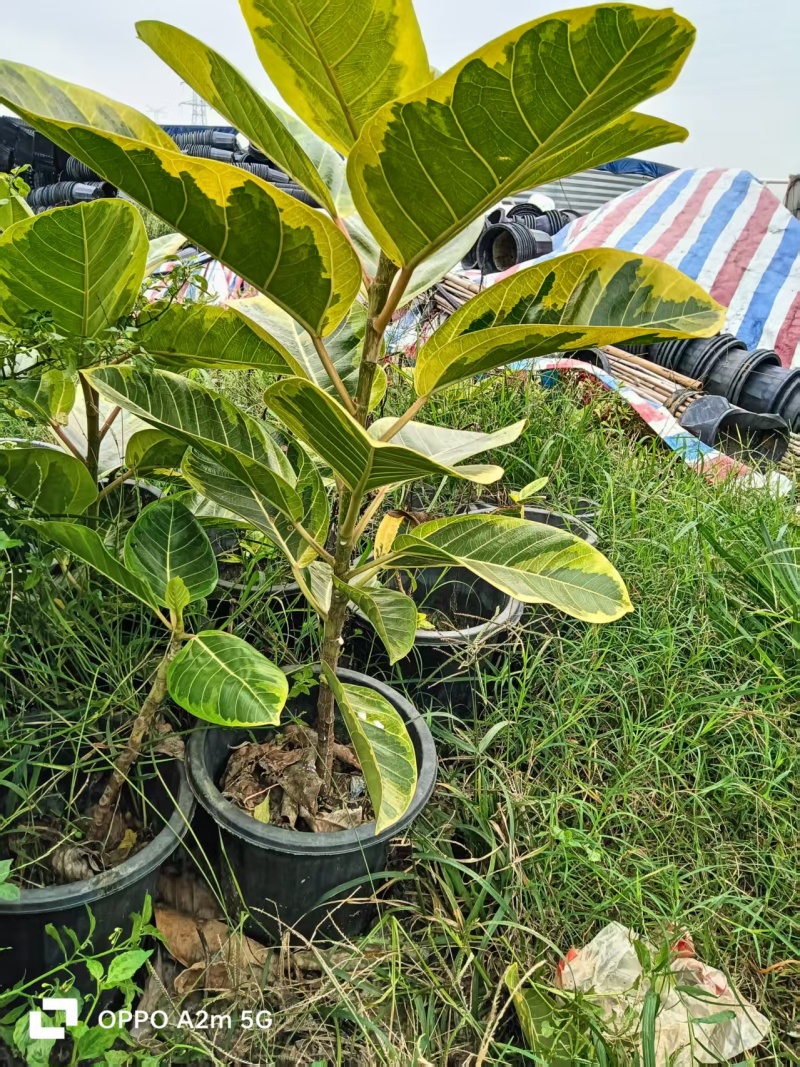 孟加拉榕树盆景，可议价，批发，基地直发，保质保量发货