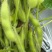 临沂毛豆精挑细选颗粒饱满网兜袋子按需分拣打包全国接单