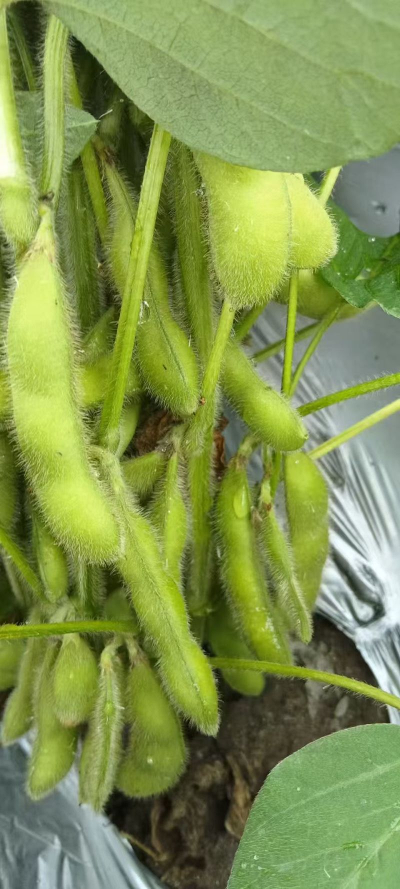 临沂毛豆精挑细选颗粒饱满网兜袋子按需分拣打包全国接单