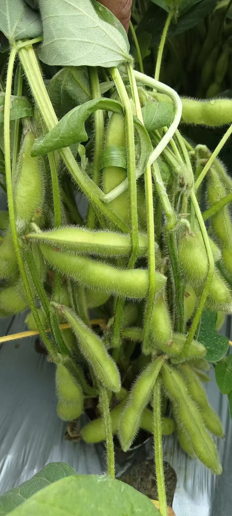 临沂毛豆精挑细选颗粒饱满网兜袋子按需分拣打包全国接单