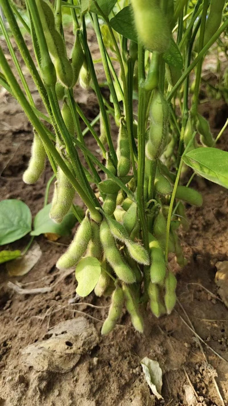 临沂毛豆精挑细选颗粒饱满网兜袋子按需分拣打包全国接单