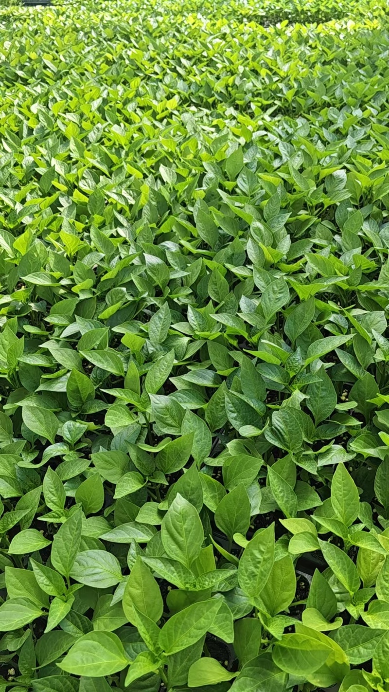 【推荐】江苏精品圆椒苗十万颗产地直发货源非常充足