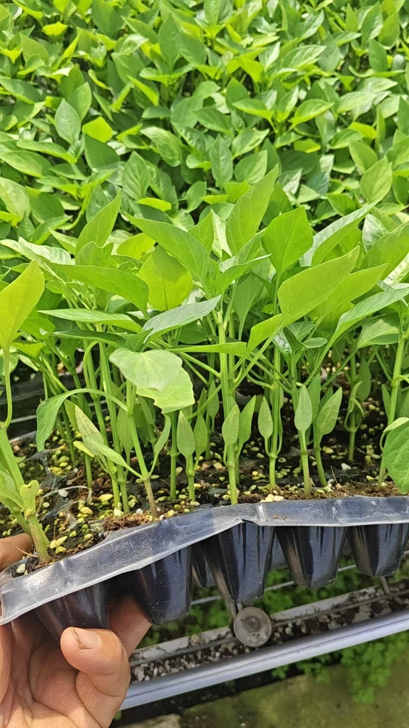【推荐】江苏精品圆椒苗十万颗产地直发货源非常充足