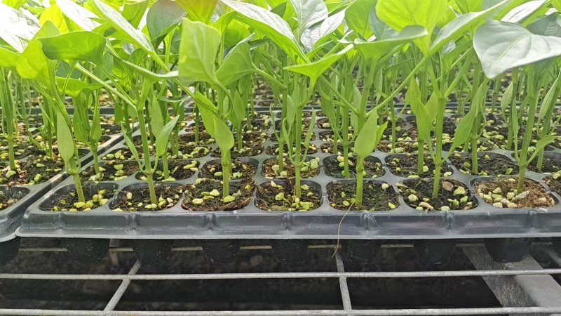 【推荐】江苏精品圆椒苗十万颗产地直发货源非常充足