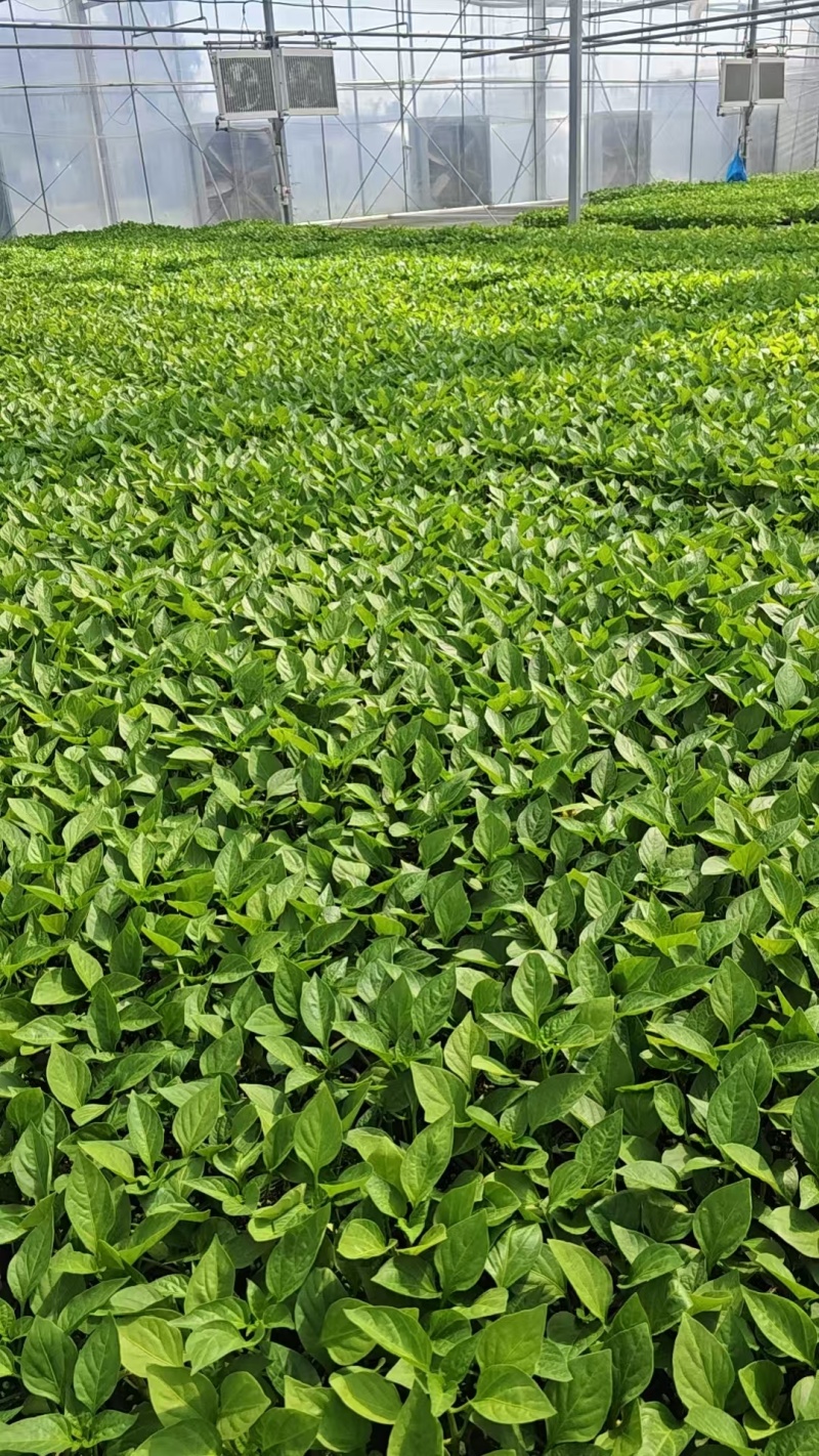 【推荐】江苏精品圆椒苗十万颗产地直发货源非常充足
