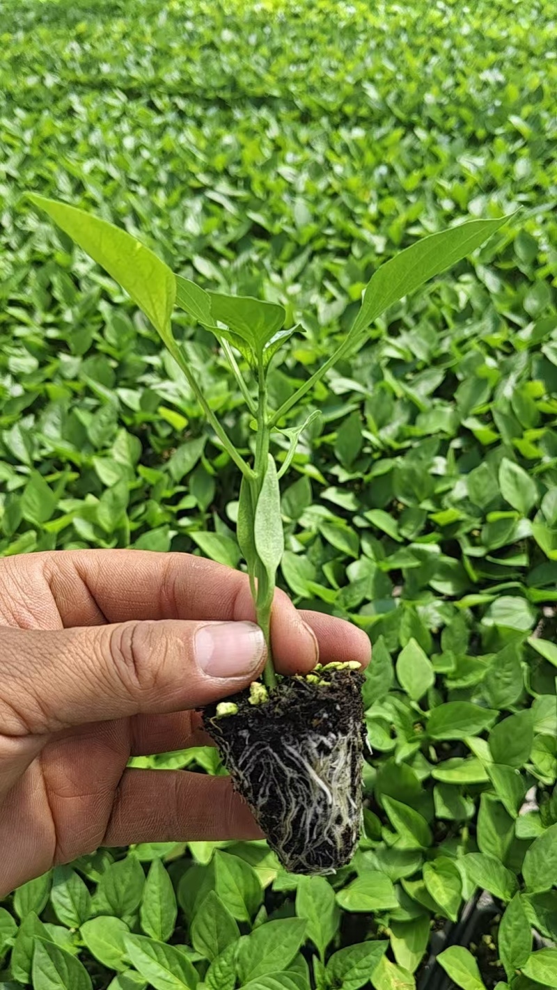 【推荐】江苏精品圆椒苗十万颗产地直发货源非常充足