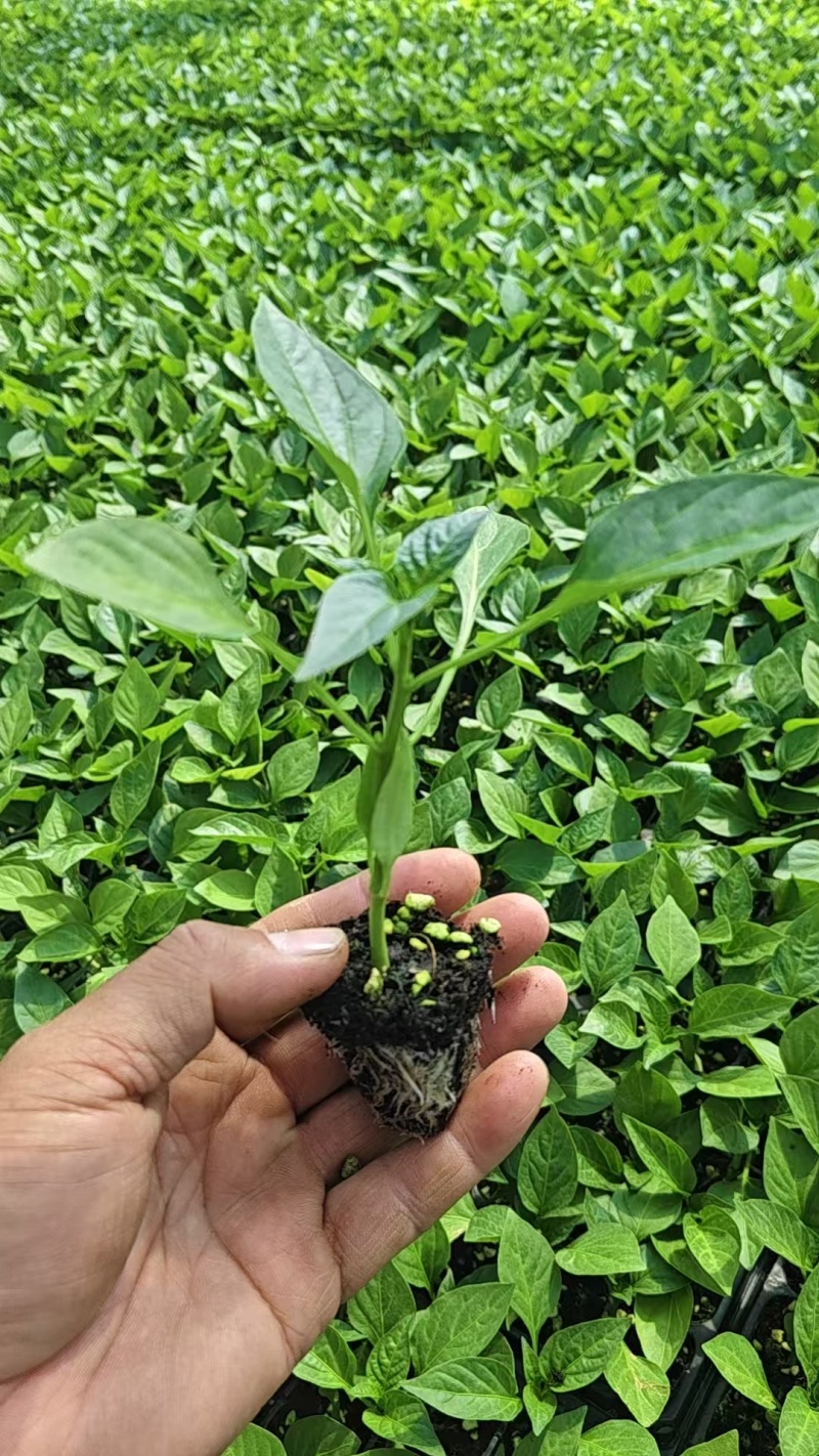【推荐】江苏精品圆椒苗十万颗产地直发货源非常充足