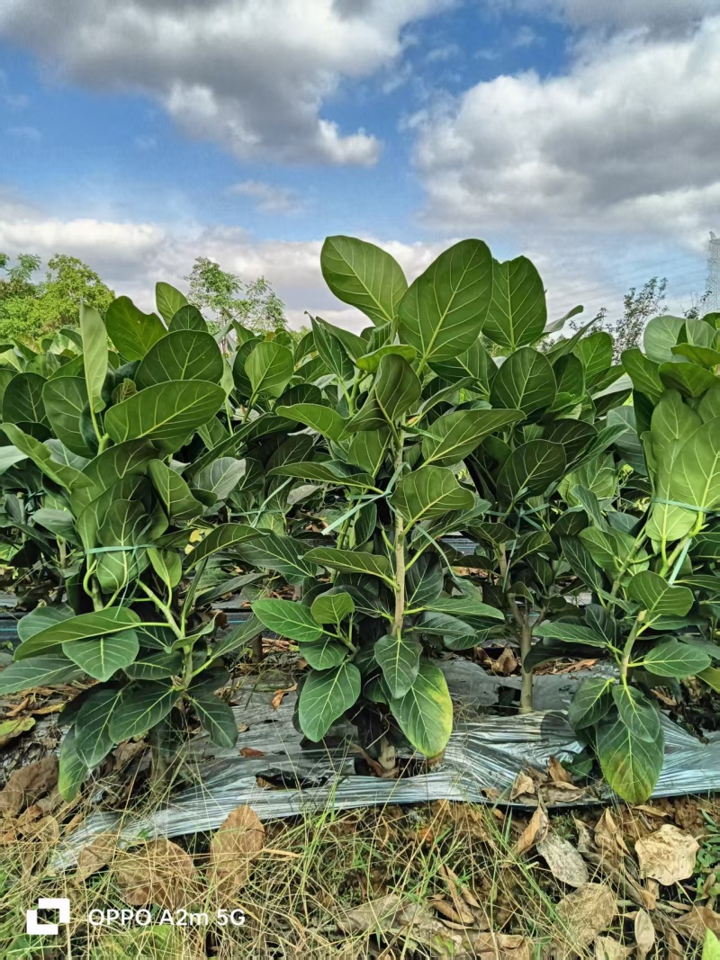 孟加拉景观榕树，批发，基地直发，量大可议价，欢迎联系