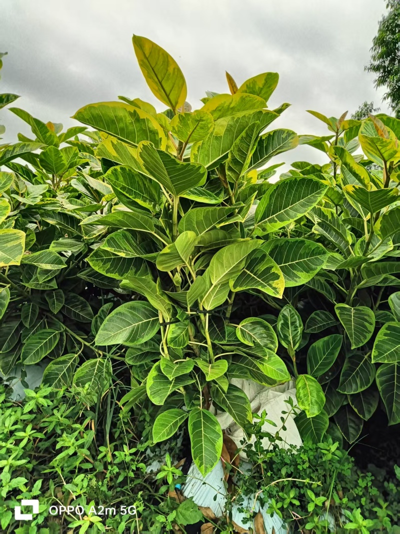 孟加拉景观榕树，批发，基地直发，量大可议价，欢迎联系