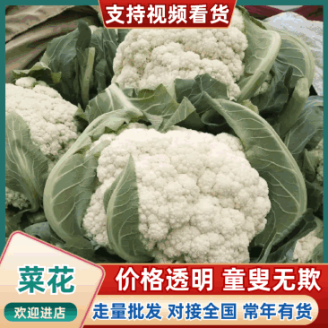 有机菜花河南开封通许万亩蔬菜基地欢迎各位老板前来选购