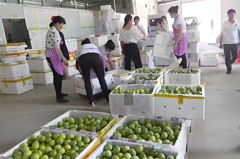 百香果钦蜜9号产地直发价格优惠欢迎致电
